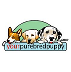Yourpure Bred Puppy Yourpure Bred Puppy